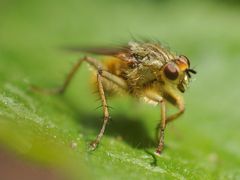 Scathophaga stercoraria